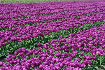 Crédence de cuisine en verre imprimé Tulipe Purple tulips in a tulip field in Holland