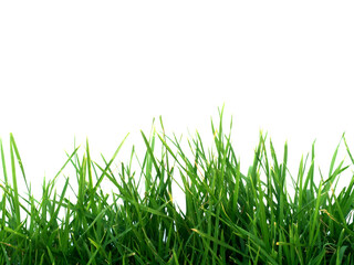 Obraz premium Green Grass and White Wall