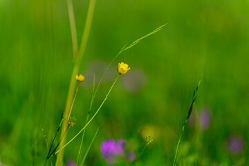 Flower of the Buttercup acrid