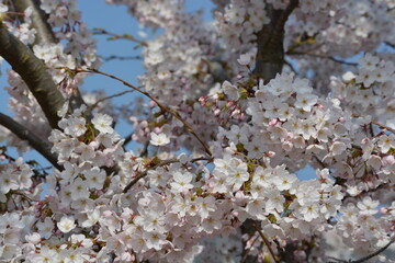 White cherry blossoms