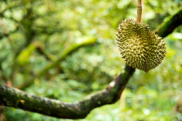 Durian