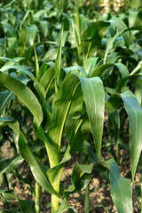 Close up the leaves of corn in Agriculture Farm.
