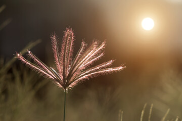 Close up of flower grass with light.