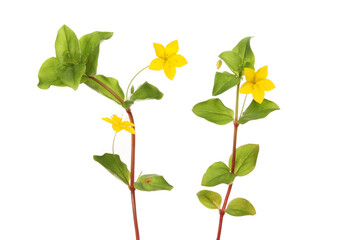 Creeping-jenny wild flowers