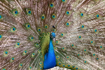 Obraz premium Portrait of beautiful peacock with feathers out.