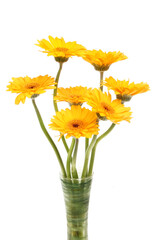 Gerbera flowers in a vase