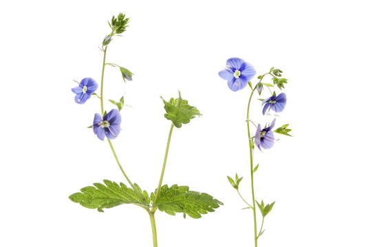 Speedwell flowers and foliage