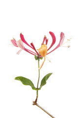 Obraz na płótnie Canvas Honeysuckle flower and foliage
