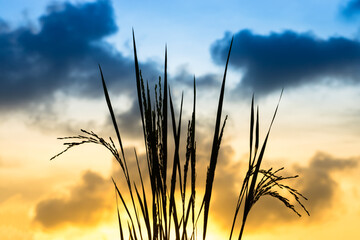 Silhouettes  of rice plant in sunset.