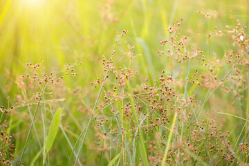 Flower grass and sunlight.