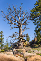 Giant dead tree on rocks, high altitude in the mountain woods, blue sky and green forest background. Destroyed by insect parasites, bark beetles. Vedauwoo National Park, Wyoming, USA