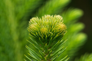 Araucaria heterophylla - Norfolk Island Pine macro