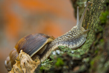 Weinbergschnecke