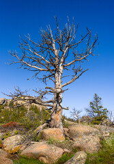Closeup of a dead tree on rocks, high altitude in the mountain woods, blue sky and green forest background. Destroyed by insect parasites, bark beetles. Vedauwoo National Park, Wyoming, USA