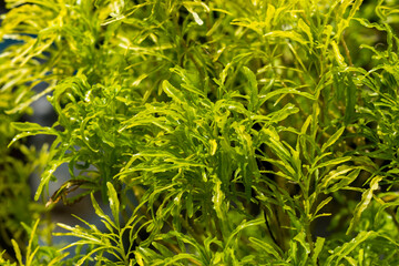 Yellow Croton Plants.