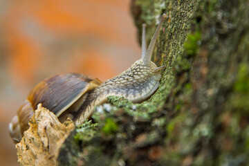 Weinbergschnecke