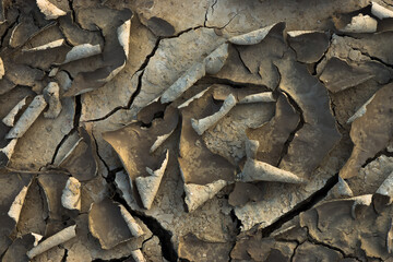Cracked dried mud in the summer.