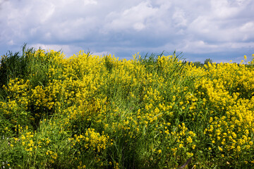 Obraz premium Yellow hill.