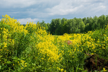 Obraz premium The yellow field.