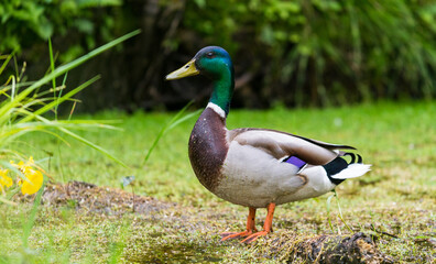 Mallard Duck in nature background