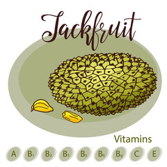Hand drawn fruit illustration. Sweet jackfruit element. Vector sketch for card or poster