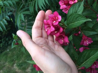 Pinke Trompetenblumen berühren