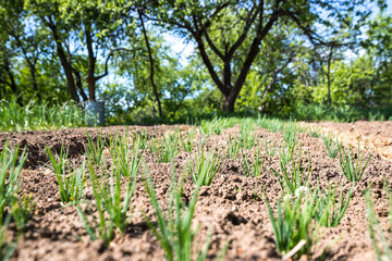 Fototapeta na wymiar Vegetable bed with strawberries and garlic, organic cultivation.