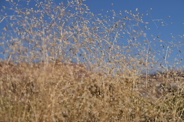 Canyon Grass