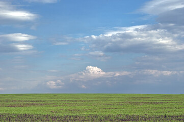 Fototapeta premium spring summer landscape with green grass and blue sky.