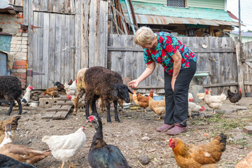 Woman at her sheep farm, animals and nature