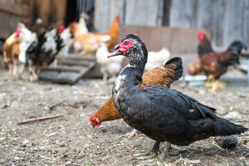 Duck family walking on farm