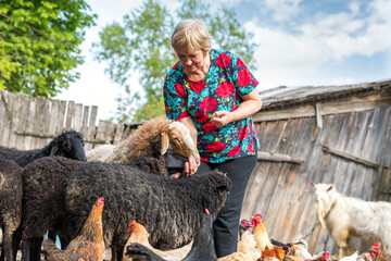 Woman Real farmer nursing sheep