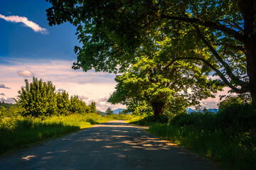 Sunlit late afternoon country road with trees and shade..