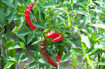 Jimmy Nardello Pepper Plant