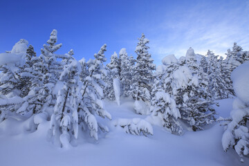 The heavy snowfall covered trees and the landscape around Maloja Canton of Graubünden Engadine Switzerland Europe