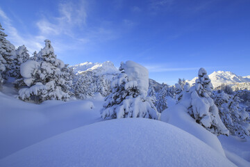 Fototapeta na wymiar The heavy snowfall covered trees and the peaks around Maloja Canton of GraubÃ¼nden Engadine Switzerland Europe