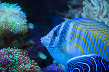 Marine life