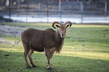 голубой баран