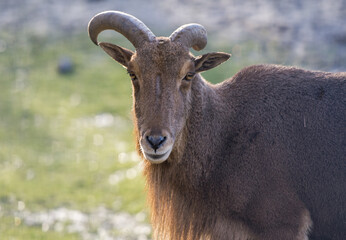 голубой баран