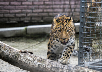 дальневосточный леопард