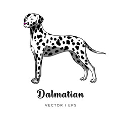 Vector editable colorful image depicting a cute spotty dalmatian dog standing. Isolated on a white background. 