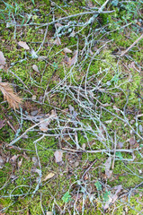 Forest ground with green moss, dry branches of pine tree 