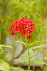 Egyptian star cluster or pentas lanceolata flower with green