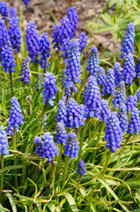 Many blue muscari plant with green vertical
