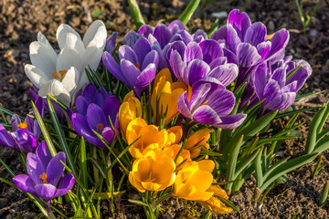 Holländische Krokusse in verschiedenen Farben