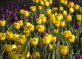 Beautiful yellow tulips. Spring flowers.