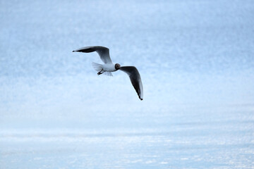 Outdoor landscape with Lake gull in the wedding coloring flying from left to right in the sky above endless sea water surface side view closeup view