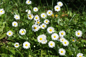 Many white daisy flowers with green grass