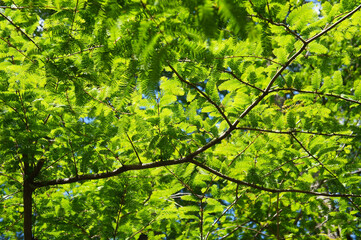 Fototapeta na wymiar Fresh abies alba fir branches and foliage in sunligh