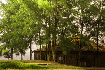 House in the middle of the forest